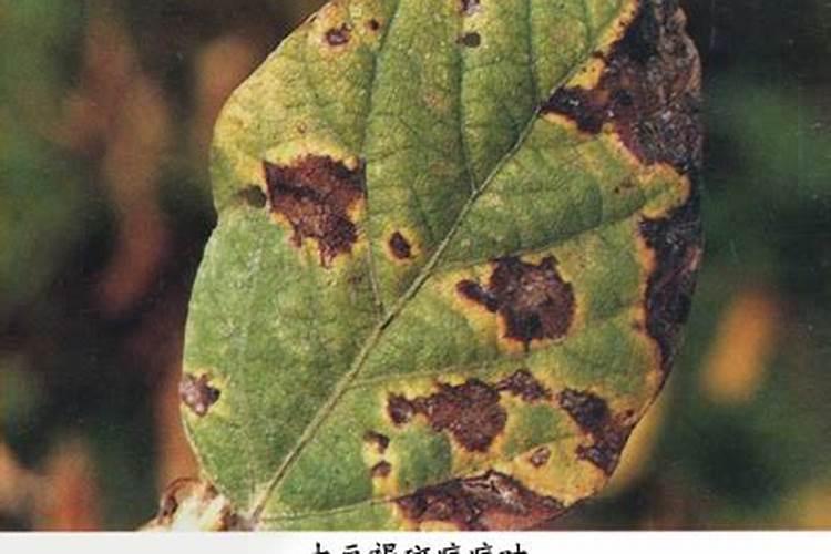 揭秘大豆褐斑病：症状识别与科学防治策略
