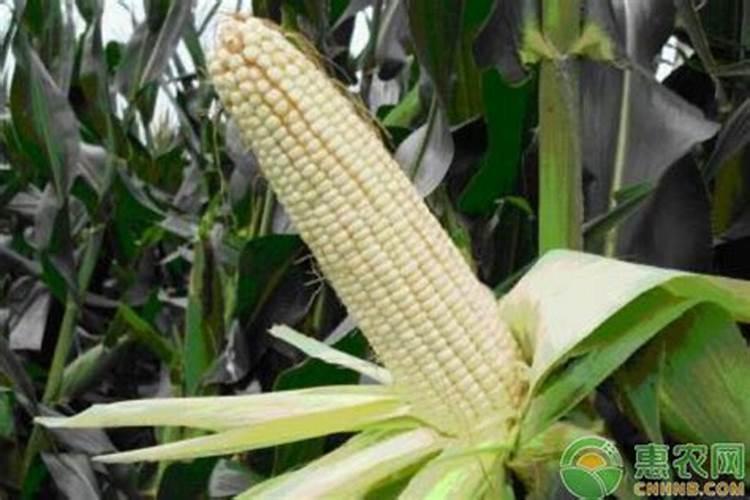 叶面肥玉米亩用多少斤合适？