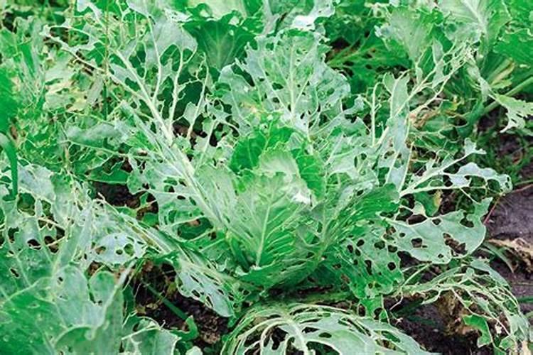 守护绿波荡漾：探秘防治早稻中后期病虫害的特效药