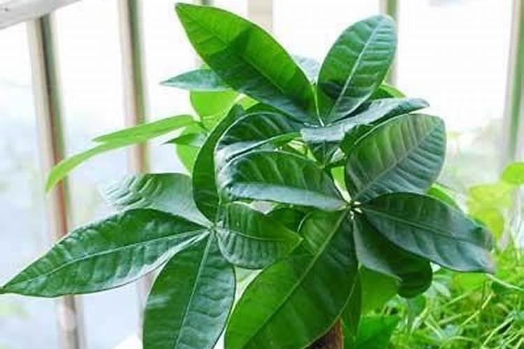 绿意盎然的财富：多肉植物种植的利润与市场前景分析？
