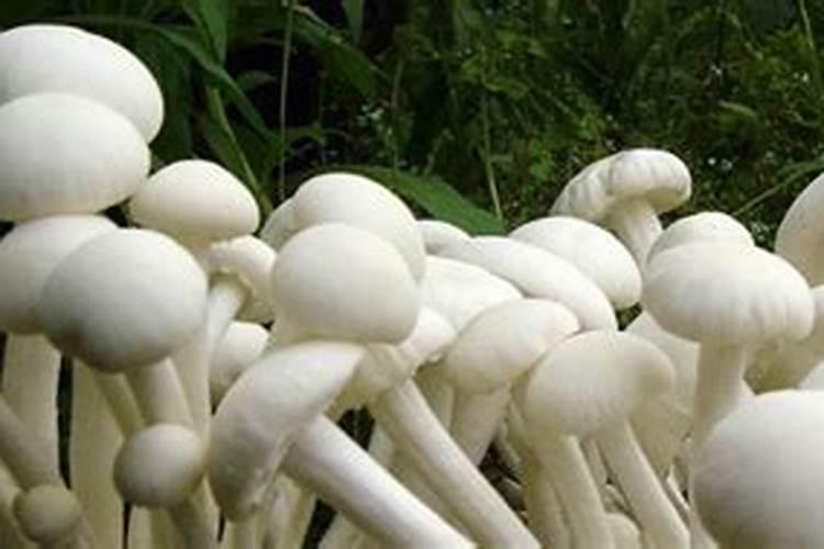 草菇突然死亡的原因以及解决办法？