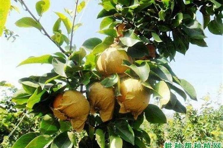果树硼肥施用时间多长合适？