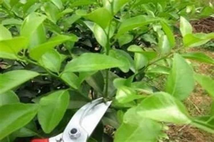 沙糖桔树身正常叶片黄化掉落怎么解决？