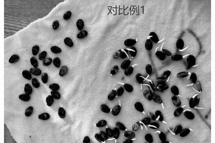 西瓜种子药剂处理的科学之道
