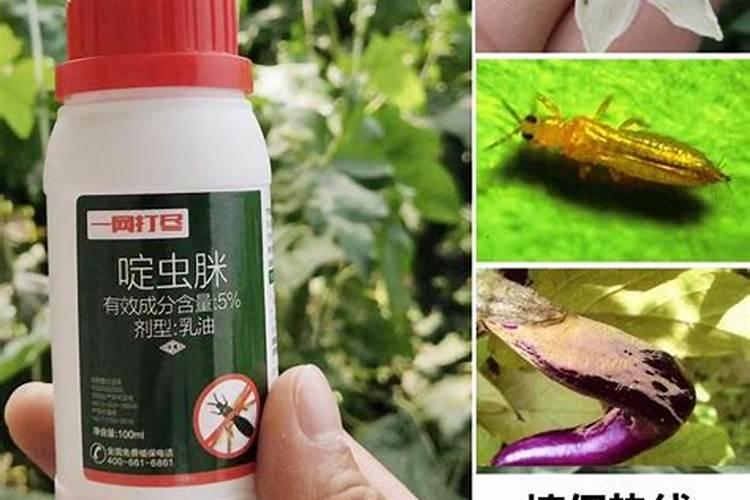 什么农药能防治飞虱