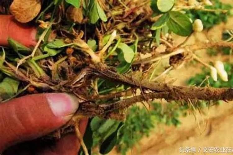 守卫丰收的希望：科学防控花生茎腐病