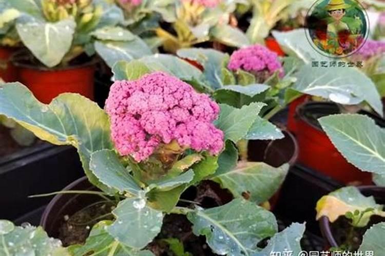花椰菜花球成粉红色是什么原因？