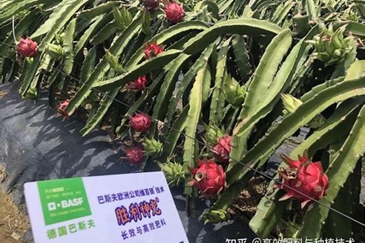 火龙果只长芽不开花的原因