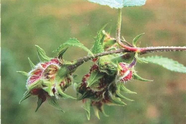 葎草防控：选择合适的农药保障绿色植被