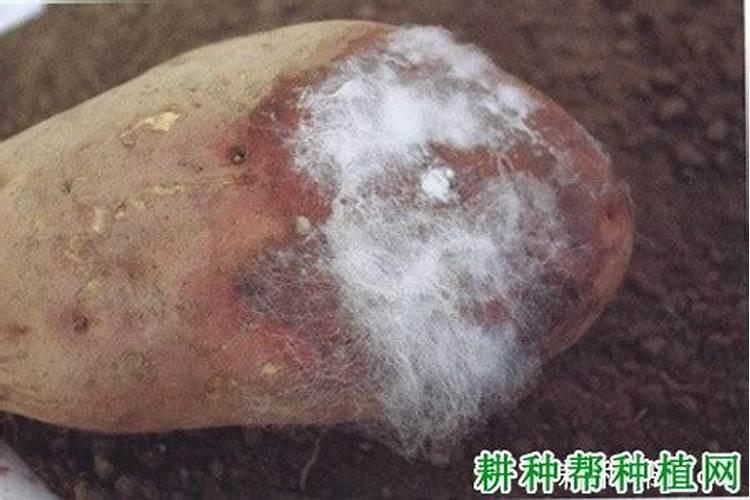 地瓜软腐病的传播途径有哪些？
