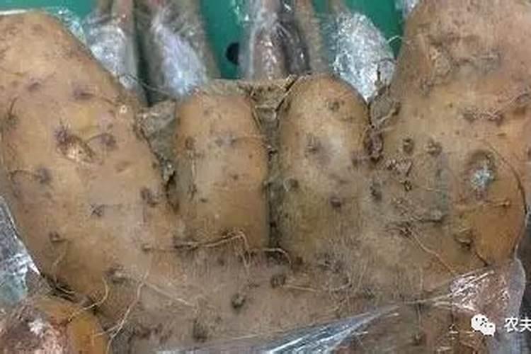 山药畸形之防：农业智慧与综合管理策略