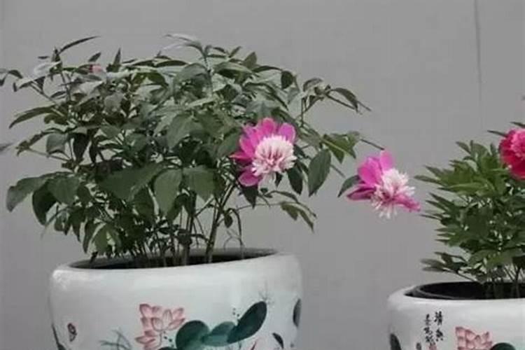 芍药修剪的艺术：技巧与细节