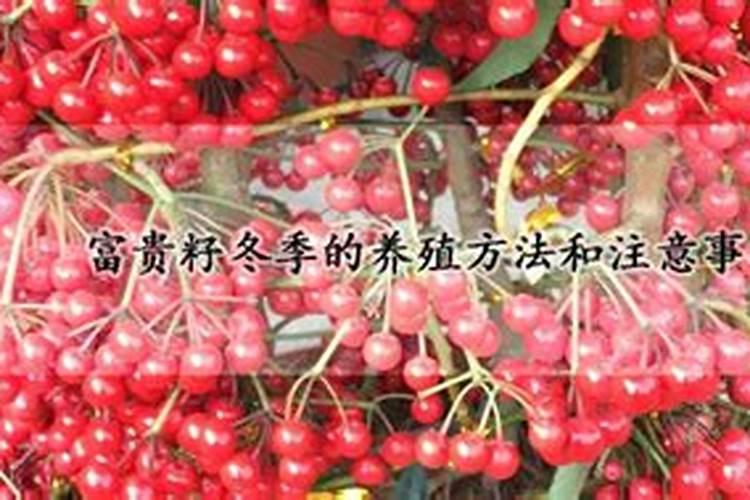 家养盆栽富贵籽的养殖方法和注意事项有哪些