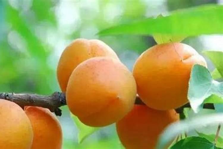 杏树种植方法，附种植管理？