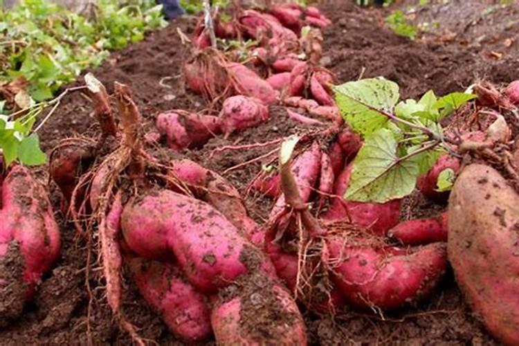 红薯高产秘籍：掌握关键种植技术，实现丰产丰收
