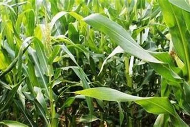 种植玉米所需的氮磷钾肥比例以多少为宜？