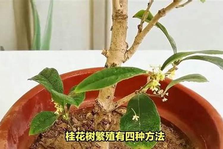 桂花香中传：探索桂花树的繁殖之旅