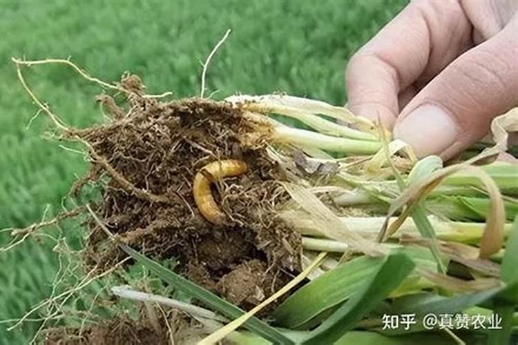 守护瓜田：有效防治地下害虫的策略