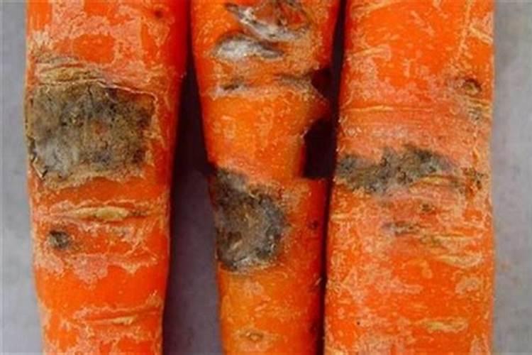 揭秘胡萝卜黑斑病：形态特征与防治策略？