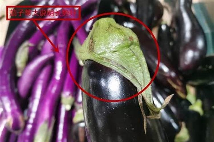 茄子冷害怎么办？茄子冷害的有效应对法