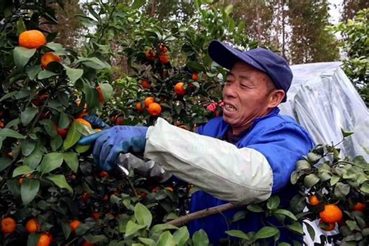 沙糖桔烂茎克星：革新防治技术引领果农走向绿色未来