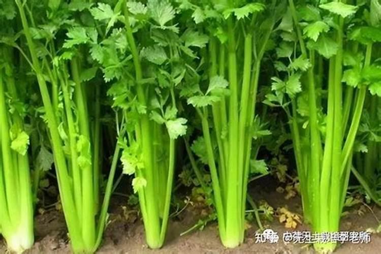 芹菜适宜在什么土壤种植？