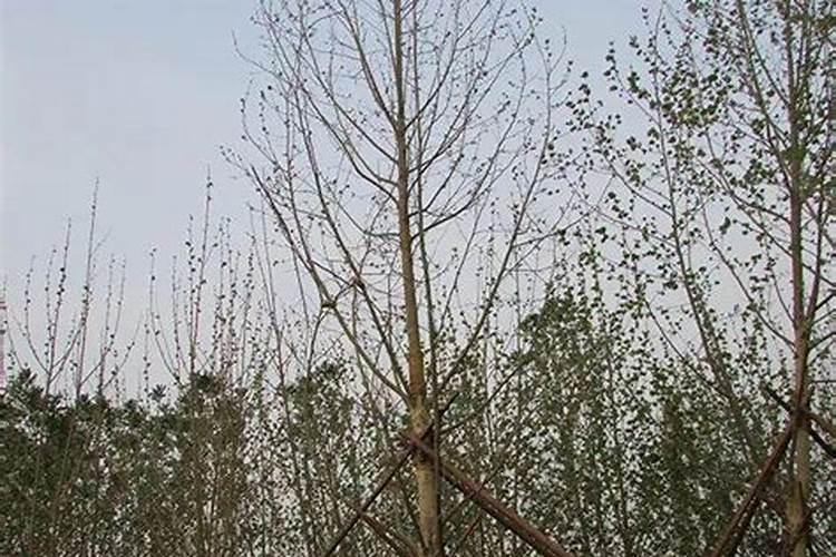 春天移栽的树一直不发芽？有可能是“假死”!