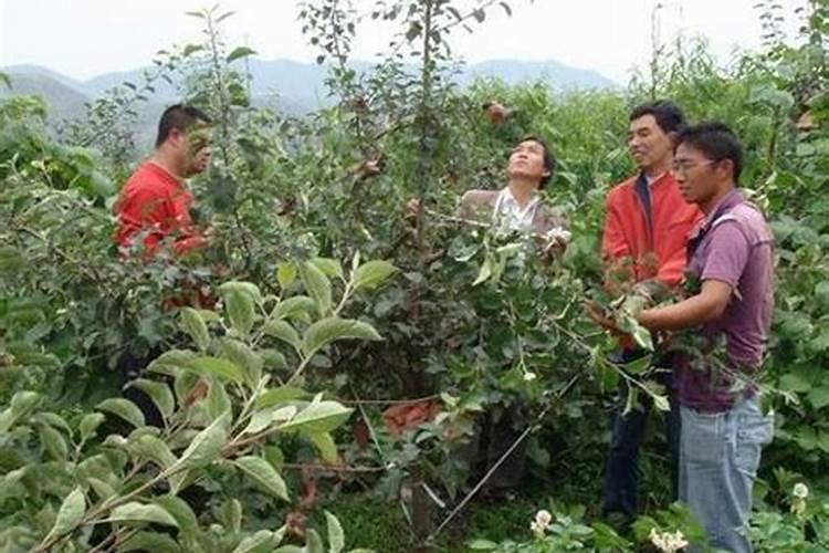 茄子需肥特点与优质高产施肥技术？