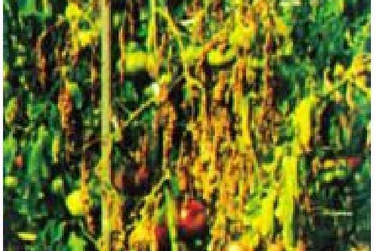 战胜番茄疫霉根腐病：科学用药策略详解