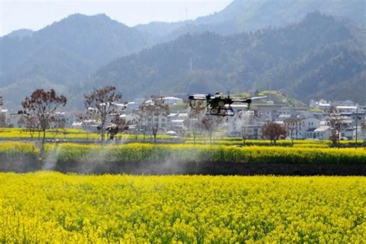 守护金黄——科学选择农药防治油菜重大病虫害