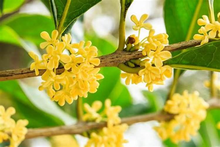 桂花叶子黄了是什么原因？