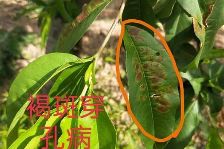 桃树疣皮病防治