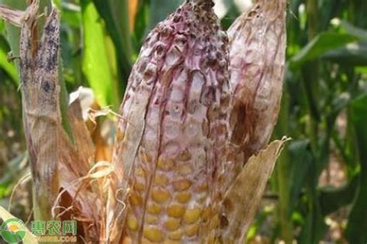 玉米青霉穗腐病的防治方法、侵染途径及发病规律？