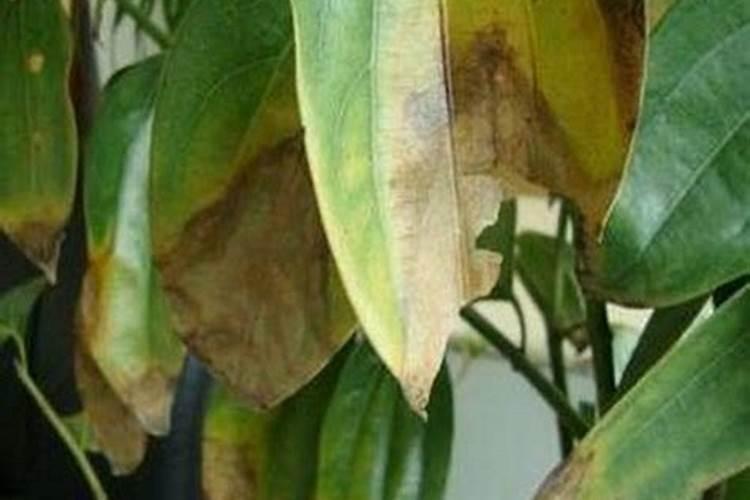揭秘植物之病：脚叶发黄与尖端嫩芽干死的真相