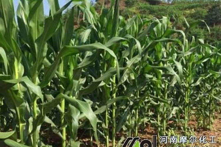 一公倾玉米用水溶肥追肥得用多少公斤？
