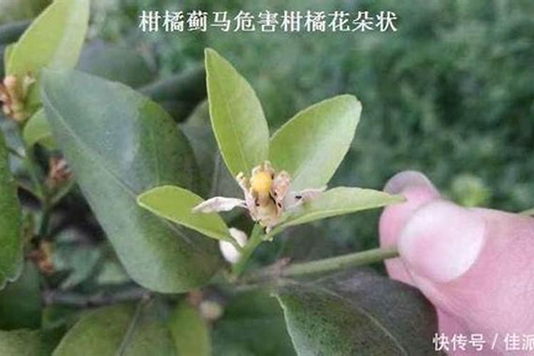 黄花菜如何防治蓟马？
