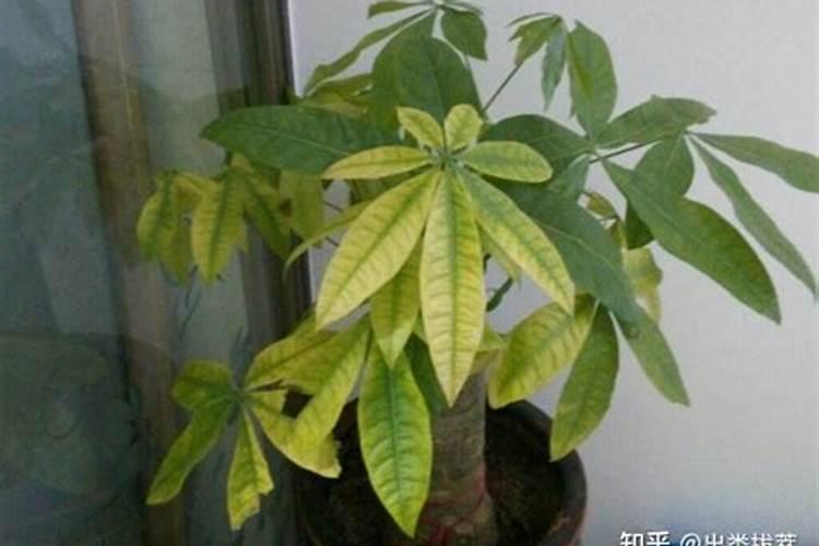 发财树的叶子枯黄掉落是什么原因？