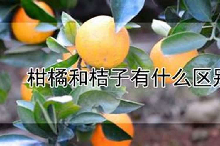 挂果较多的沙糖桔树不需环割促花吗？