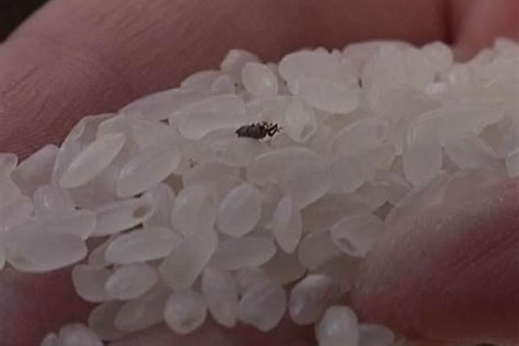 菊花枝干上长黑色的米虫用什么药