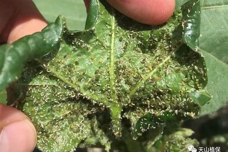 绵蚜对果树有什么危害？果树绵蚜防治方法