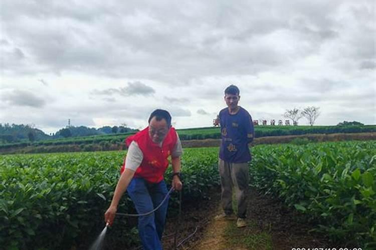 绿色守护：茶树病虫害的农药防治新策略