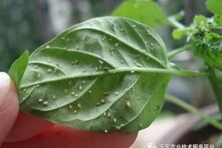 如何防治为害辣椒等作物的白蜘蛛？
