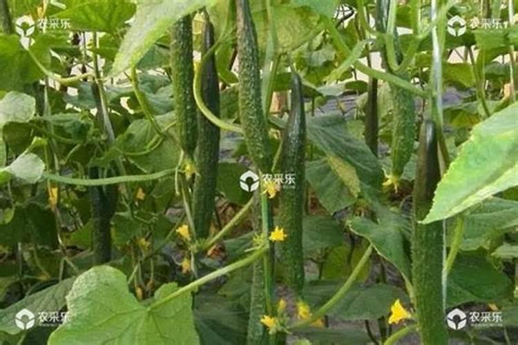 请问各位老师黄瓜地里有白蜘蛛打什么药？