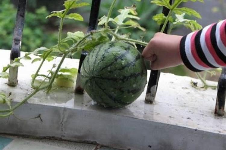 阳台上的西瓜乐园：种植指南