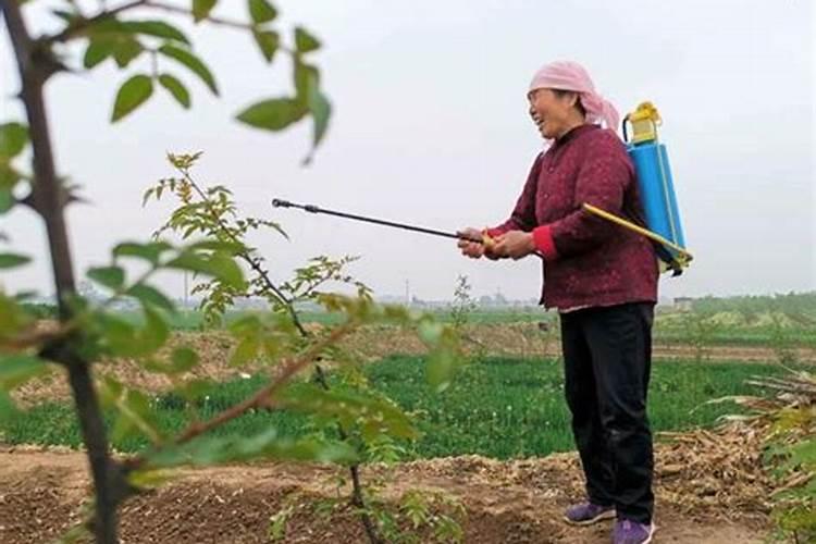 土地之痛：滥用农药的隐忧
