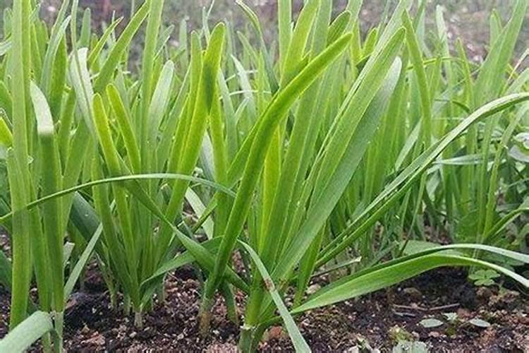 韭菜种植五月巧管理