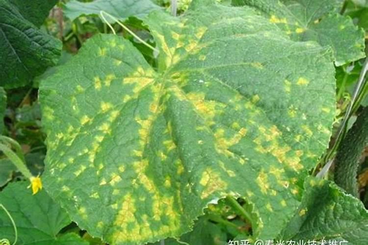 夏日守护：有效防治黄瓜细菌性角斑病的策略