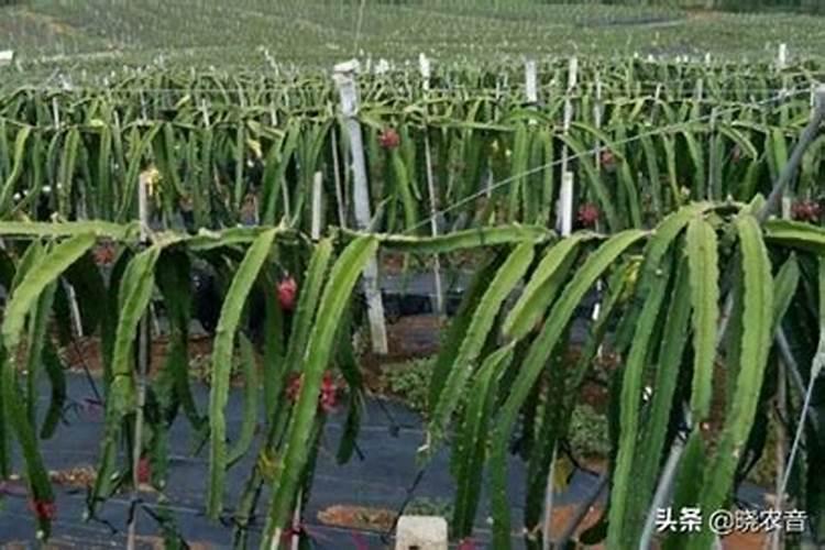 火龙果栽后如何管理：从新手到专家的全程指南？