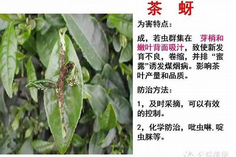 茶树主要病虫害防治