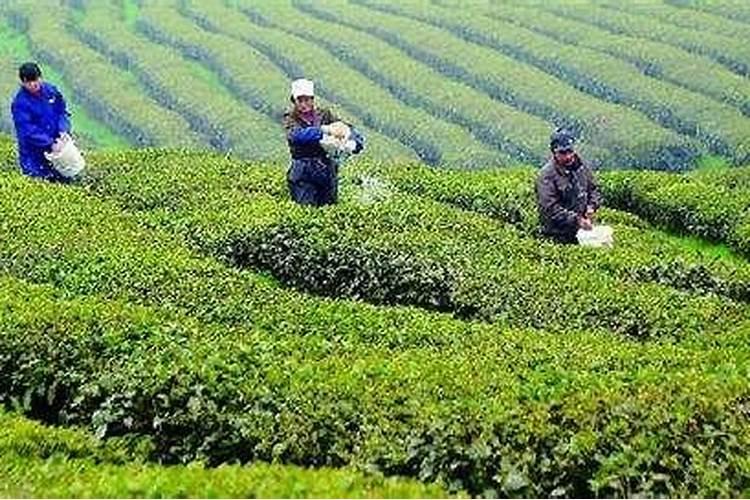 茶树怎么科学施肥？茶树科学施肥的方法